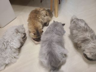 비타크래프트 포에시 델리스 고양이 파우치 85g 9가지맛 1팩씩 — 5점을 준 리뷰어가 2021년 8월 올린 사용 사진