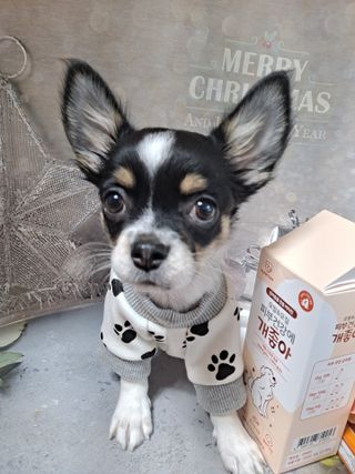 My Pet Care 모발과 모질 피부건강에 개좋아 — 5점을 준 리뷰어가 2021년 3월 올린 사용 사진