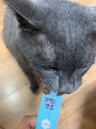 페페로니 잘 먹는 캣츄 - 원양선 참치 24개입 — 5점을 준 리뷰어가 2021년 10월 올린 사용 사진