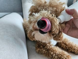 [댕모어 클리너 3종] 아이클리너 / 이어클리너 / 덴탈클리너 3종 세트 (120ml) — 5점을 준 리뷰어가 2023년 10월 올린 사용 사진