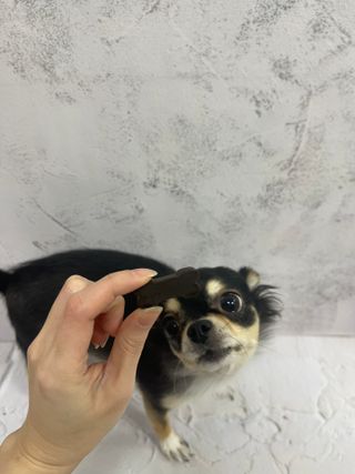 [레모나] 강아지 레모나 강아직 영양 간식 4종 택 1 — 5점을 준 리뷰어가 2024년 1월 올린 사용 사진