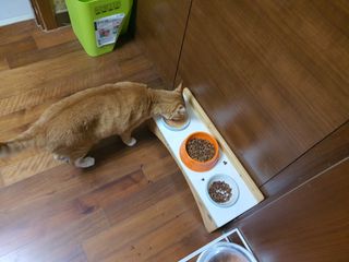 비타크래프트 고양이 수프 50g 3가지맛 x4팩씩 총 12팩 — 5점을 준 리뷰어가 2021년 8월 올린 사용 사진