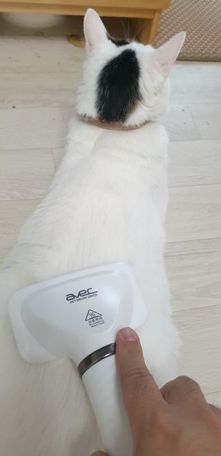 아베크 펫 강아지 고양이 애견 에어 브러쉬 드라이기 올인원 — 4점을 준 리뷰어가 2021년 7월 올린 사용 사진