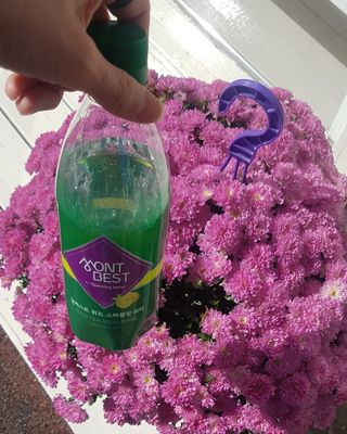 몽베스트 Montbest with Sparkling water Lemon OR Lime 20병(랜덤) — 5점을 준 리뷰어가 2021년 10월 올린 사용 사진