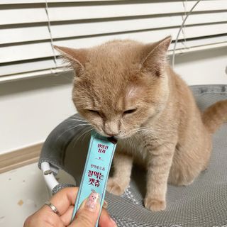 페페로니 잘 먹는 캣츄 - 원양선 참치 24개입 — 5점을 준 리뷰어가 2021년 8월 올린 사용 사진