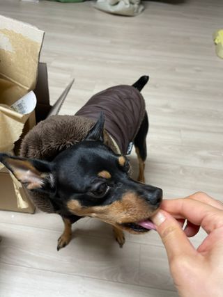 My Pet Care 천연단백질 관절건강에 개좋아 — 5점을 준 리뷰어가 2021년 2월 올린 사용 사진