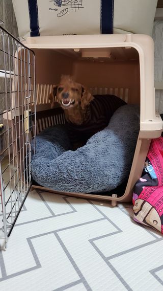 펫21 그로그로 본 강아지 고양이 반려동물 한방 영양제 관절 영양제 — 5점을 준 리뷰어가 2022년 1월 올린 사용 사진
