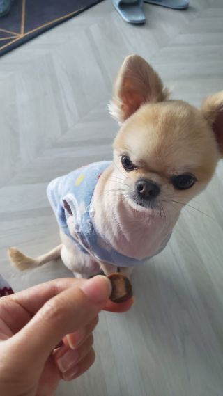 My Pet Care 천연단백질 눈건강에 개좋아 — 5점을 준 리뷰어가 2021년 2월 올린 사용 사진
