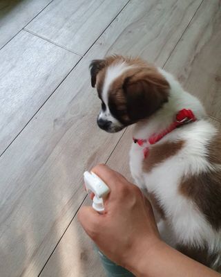 이쁜정똥이님이 올린 리뷰 사진 4