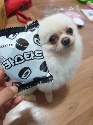 롯데제과 까망카스타드 더블초코 — 5점을 준 리뷰어가 2021년 5월 올린 사용 사진