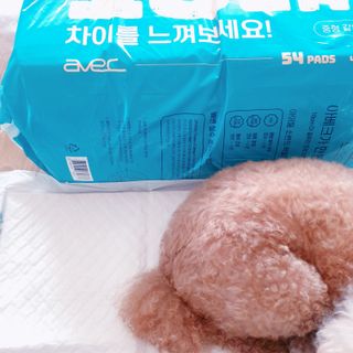 아베크 펫 와이드 프리미엄 중형 애견 강아지 배변 패드 54매 1팩 45g — 5점을 준 리뷰어가 2021년 7월 올린 사용 사진
