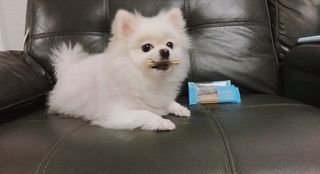 페페로니 2종 세트 클린플러스 덴탈껌 치킨+덕 — 4.5점을 준 리뷰어가 2021년 7월 올린 사용 사진