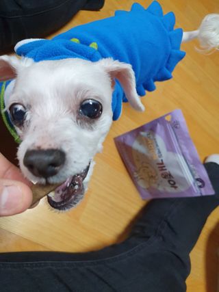My Pet Care 천연단백질 치아건강에 개좋아 — 5점을 준 리뷰어가 2021년 2월 올린 사용 사진