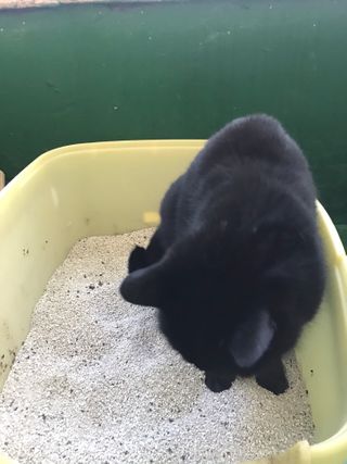 겟플렉스 켓플렉스 캣츠룸BS-1 고양이모래 4kg — 5점을 준 리뷰어가 2021년 1월 올린 사용 사진