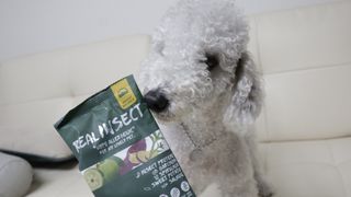 [푸디웜] 라포그  리얼인섹트 웨이트밸런스 저알러지 강아지 사료  1.2KG — 5점을 준 리뷰어가 2021년 7월 올린 사용 사진
