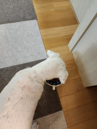 캐닌캐비어 알카라인 홀리스틱 그레이프리 앙뜨레 ALS_4종 오픈스카이, 와일드오션, 프리스피릿, 스페셜니즈 — 4.5점을 준 리뷰어가 2023년 4월 올린 사용 사진