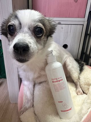 [댕모어 샴푸 2종] 댕샴푸 / 퍼피샴푸  2종 세트 (300ml) — 5점을 준 리뷰어가 2023년 8월 올린 사용 사진