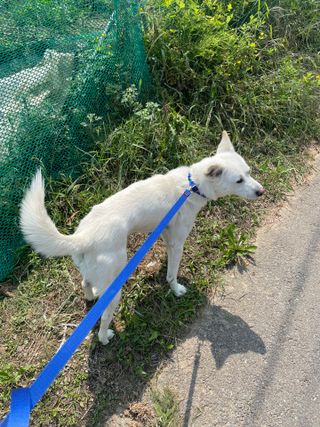 베이컨박스 [BACON] 고아웃클럽 이지그립 리드줄, 목줄 세트-BLUE — 5점을 준 리뷰어가 2021년 6월 올린 사용 사진