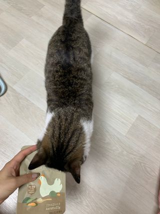 도그퓨어 푸드닭 강아지 닭고기 통살 애견간식 오리지널/차전자피/초록입홍합 — 5점을 준 리뷰어가 2021년 10월 올린 사용 사진
