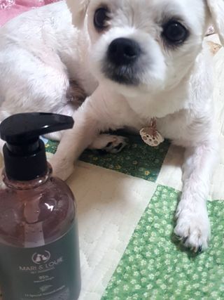 마리앤루이펫샴푸 [mari and louie pet shampoo] — 5점을 준 리뷰어가 2021년 6월 올린 사용 사진