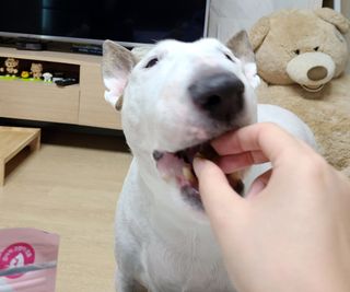 My Pet Care 천연단백질 관절건강에 개좋아 — 5점을 준 리뷰어가 2021년 3월 올린 사용 사진