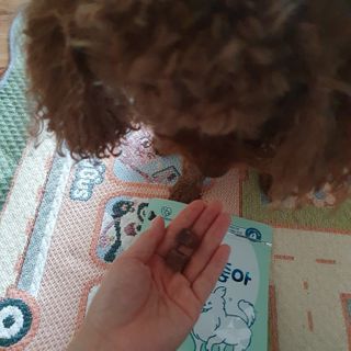 My Pet Care 천연단백질 눈건강에 개좋아 — 5점을 준 리뷰어가 2021년 2월 올린 사용 사진