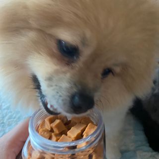 페페로니 진짜 오메가3 연어+소고기 180g+180g — 4.5점을 준 리뷰어가 2021년 7월 올린 사용 사진