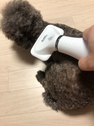 아베크 펫 강아지 고양이 애견 에어 브러쉬 드라이기 올인원 — 5점을 준 리뷰어가 2021년 7월 올린 사용 사진