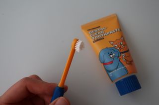 Pethroom 페스룸 PETHROOM DENTAL CARE SET 페스룸 덴탈 케어 세트 / 덴탈 클린 칫솔 + 덴탈 클린 치약 — 5점을 준 리뷰어가 2020년 12월 올린 사용 사진