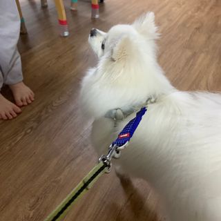 베이컨박스 [BACON] 고아웃클럽 산책 안전벨트 라이트 - 소형견용 — 5점을 준 리뷰어가 2021년 12월 올린 사용 사진
