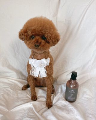 마리앤루이펫샴푸 [mari and louie pet shampoo] — 4.5점을 준 리뷰어가 2021년 6월 올린 사용 사진
