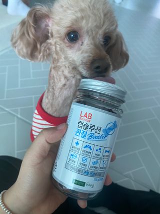 랩솔루션 강아지 영양제 3종 중 택 1 — 5점을 준 리뷰어가 2022년 6월 올린 사용 사진