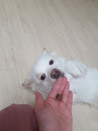 My Pet Care 천연단백질 관절건강에 개좋아 — 5점을 준 리뷰어가 2021년 1월 올린 사용 사진