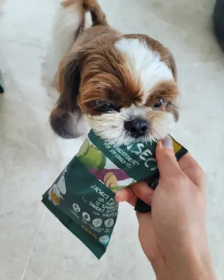[푸디웜] 라포그  리얼인섹트 웨이트밸런스 저알러지 강아지 사료  1.2KG — 5점을 준 리뷰어가 2022년 7월 올린 사용 사진