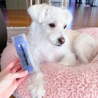 베이컨박스 [BACON] 고아웃클럽 산책 안전벨트 — 5점을 준 리뷰어가 2021년 2월 올린 사용 사진