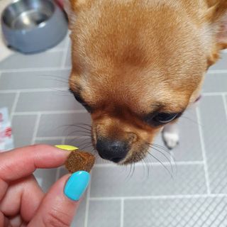My Pet Care 천연단백질 관절건강에 개좋아 — 5점을 준 리뷰어가 2021년 3월 올린 사용 사진