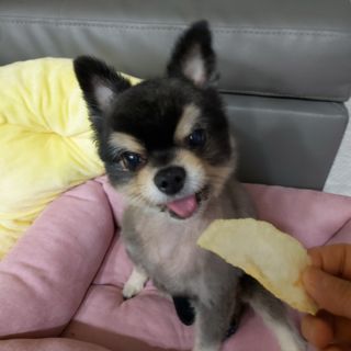 아비삭과일칩 5종 /딸기,사과,배,귤,무화과 5종 — 4점을 준 리뷰어가 2021년 4월 올린 사용 사진