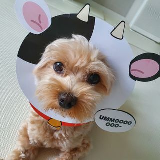 아코맘님이 올린 리뷰 사진 4
