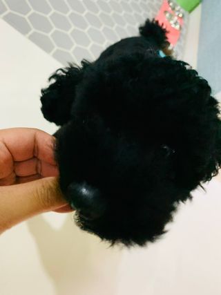 토르헐크님이 올린 리뷰 사진 4
