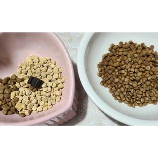 [푸디웜] 라포그 리얼인섹트 소프트키블 스킨 1KG — 3.5점을 준 리뷰어가 2022년 9월 올린 사용 사진