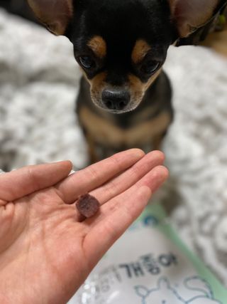 My Pet Care 천연단백질 눈건강에 개좋아 — 5점을 준 리뷰어가 2021년 2월 올린 사용 사진