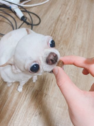 My Pet Care 천연단백질 눈건강에 개좋아 — 4.5점을 준 리뷰어가 2021년 3월 올린 사용 사진