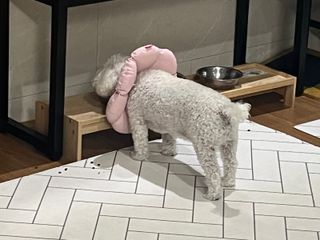 [펫시밀] 원물그대로 영양듬뿍 진공동결건조 북어트릿75g,치킨트릿100g,연어트릿75g 강아지 고양이 간식 — 5점을 준 리뷰어가 2023년 6월 올린 사용 사진