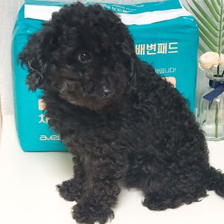 아베크 펫 와이드 프리미엄 대형 애견 강아지 배변 패드 30매 1팩 80g — 5점을 준 리뷰어가 2021년 7월 올린 사용 사진