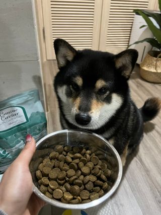 캐닌캐비어 알카라인 홀리스틱 그레이프리 앙뜨레 ALS_4종 오픈스카이, 와일드오션, 프리스피릿, 스페셜니즈 — 5점을 준 리뷰어가 2023년 3월 올린 사용 사진