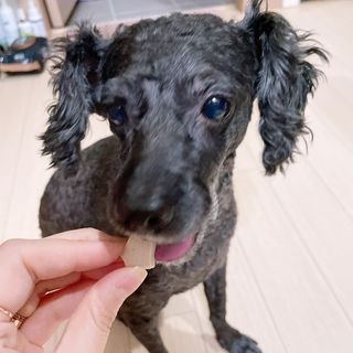 페페로니 자기전에 먹는 저알러지 껌 세트 치킨+오리 — 5점을 준 리뷰어가 2021년 8월 올린 사용 사진