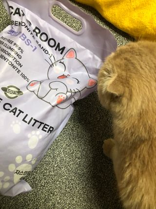 겟플렉스 켓플렉스 캣츠룸BS-1 고양이모래 4kg — 5점을 준 리뷰어가 2021년 1월 올린 사용 사진