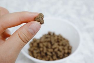 영국 바이탈린 강아지 애견사료 2kg — 5점을 준 리뷰어가 2021년 6월 올린 사용 사진