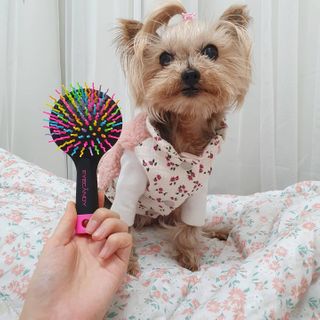 아이캔디 레인보우 볼륨S  브러쉬 미디엄 블랙 — 5점을 준 리뷰어가 2020년 12월 올린 사용 사진