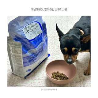 캐닌캐비어 알카라인 홀리스틱 그레이프리 앙뜨레 ALS_4종 오픈스카이, 와일드오션, 프리스피릿, 스페셜니즈 — 5점을 준 리뷰어가 2023년 2월 올린 사용 사진